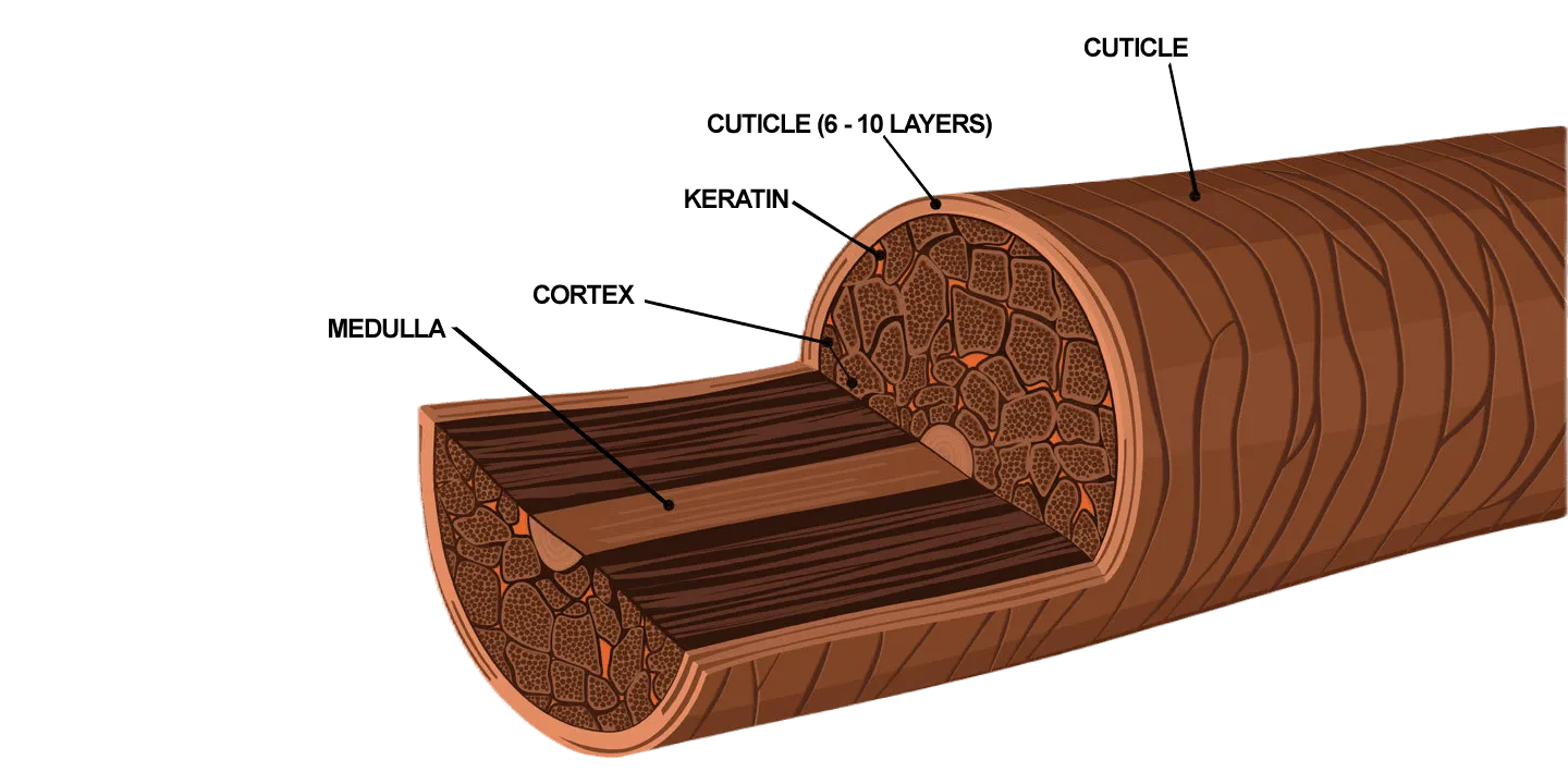 Porno malina Birodarlar pornosidan Baldi