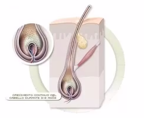 ANAGEN PHASE - SIMONE TRICHOLOGY