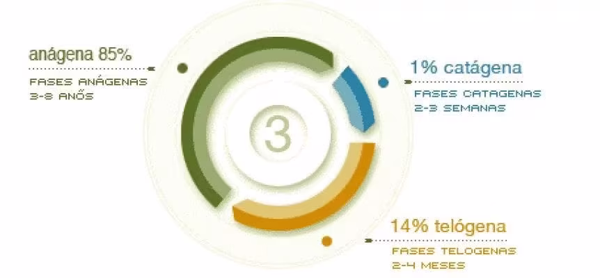 HAIR PHASES - SIMONE TRICHOLOGY