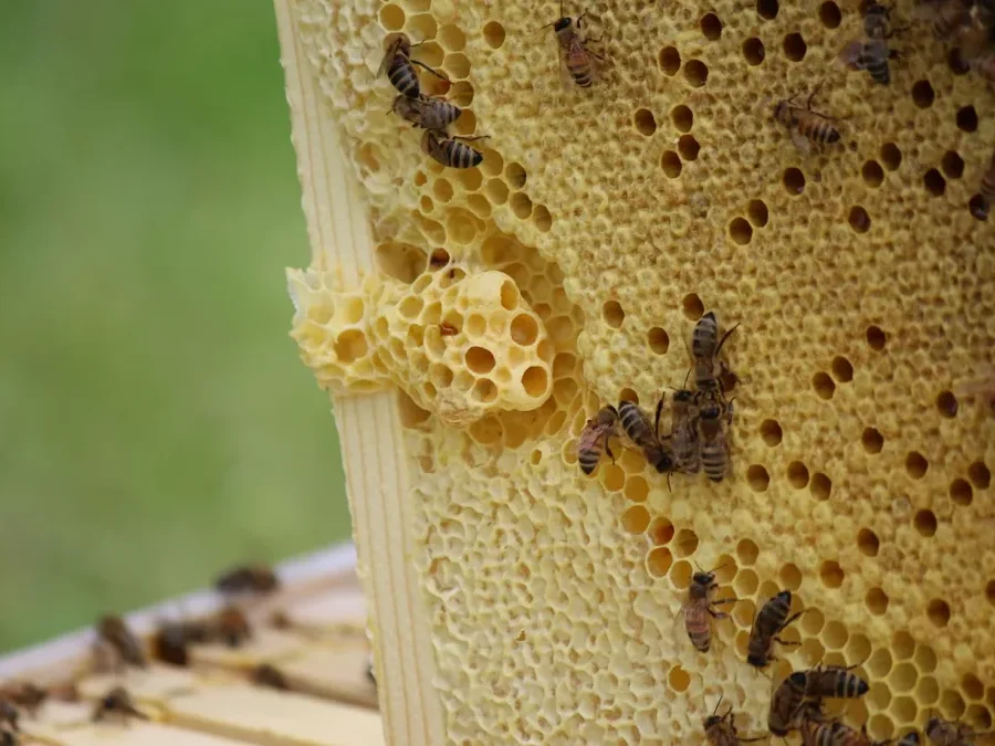 Close-up of bees on a hive frame, the source of the royal jelly used in hair care