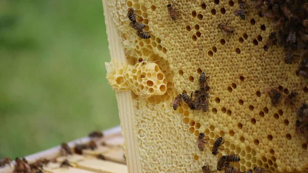 Close-up of bees on a hive frame, the source of the royal jelly used in hair care