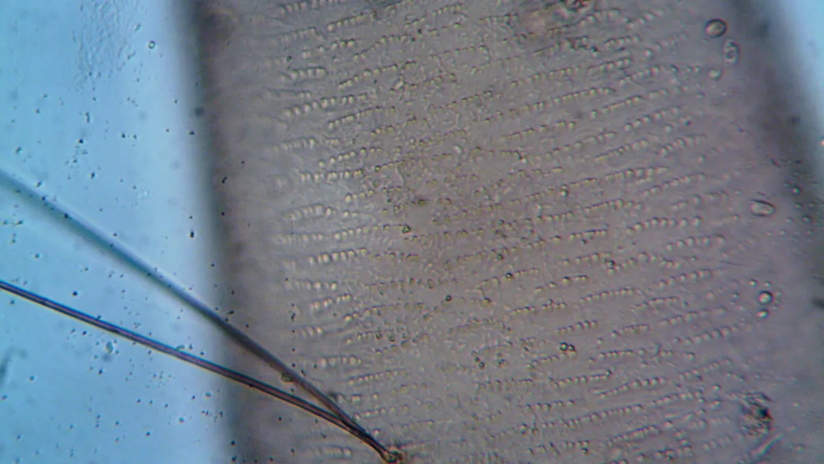 Magnified view of a hair strand and its follicle under a microscope, illustrating hair structure
